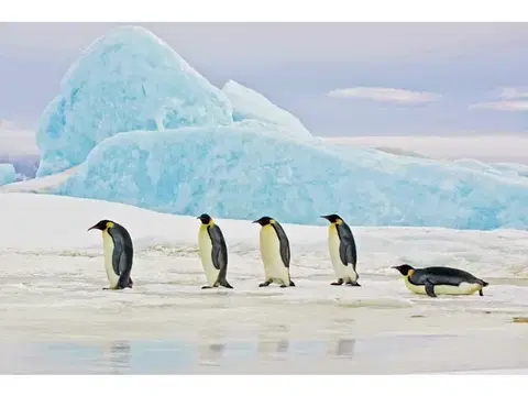 Penguins kép 120x80